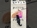 【相島の猫】猫のケンカ〜おわーんとううーとピーヒョロの戦い〜