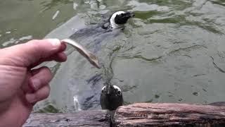 Penguin Feeding | ペンギンの餌やり体験 掛川花鳥園