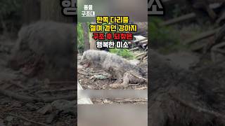 한쪽 다리를 절며 걷던 강아지 구조 후 되찾은 행복한 미소