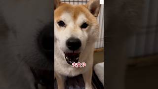 爆笑😂母ちゃんと会話する柴犬が面白い‼️ #柴犬　#犬　#おもしろ　#犬のいる暮らし #shorts