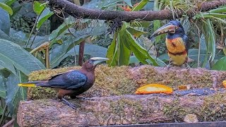 Chestnut-headed Oropendolas And Collared Aracaris Enjoy Fresh Papayas In Panama – Sept. 22, 2024