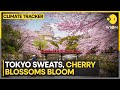 Japan: Early blooms for cherry blossoms as temperature rises | WION Climate Tracker