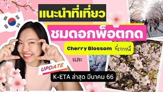 🌸ไปดูดอกพ็อตกดที่เกาหลีกันเถอะ! แนะนำสถานที่ชมพ็อตกด (Cherry Blossom) ที่เกาหลี ปลายมีนา 2024