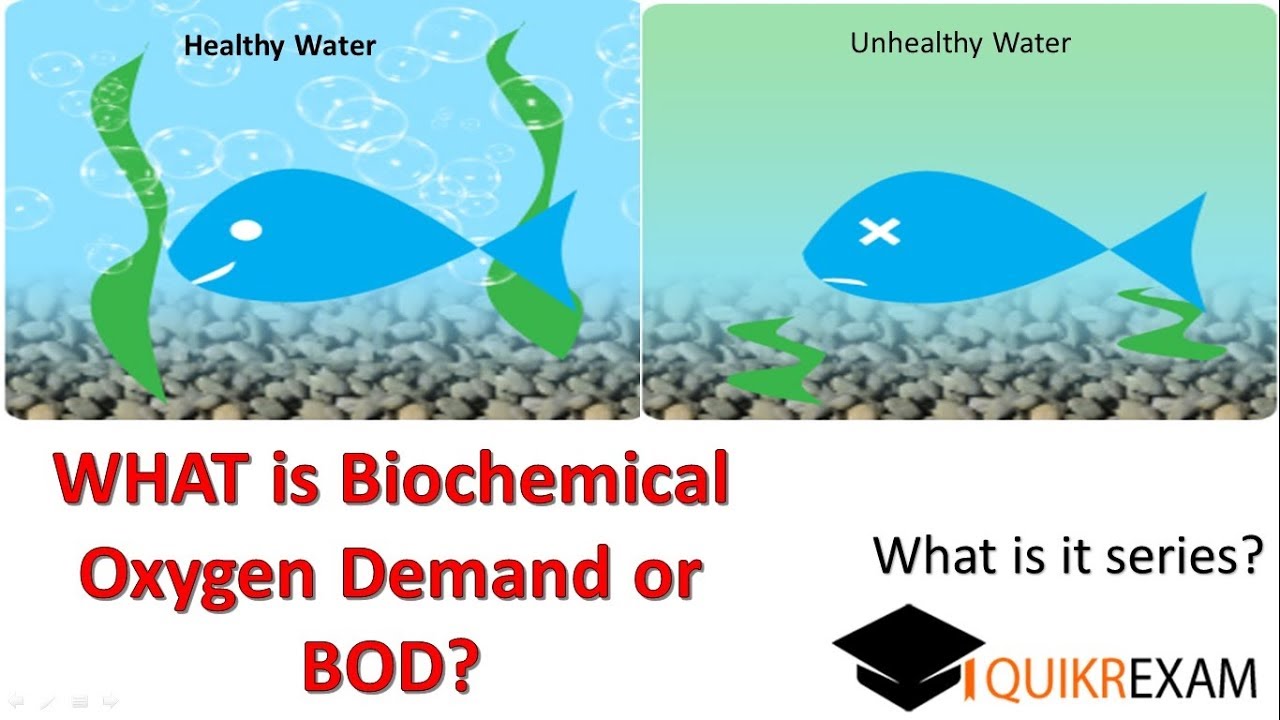 What Is Biochemical Oxygen Demand ? - YouTube