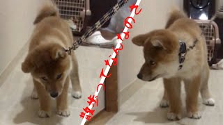 初めての散歩の練習を超絶嫌がる柴犬【ちゃちゃ丸】