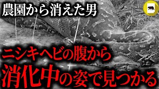 農園で姿を消した男。数日後、異常に腹の膨れた7メートルの巨大ニシキヘビが捕獲され中を確認すると…「ニシキヘビ丸呑み事件」