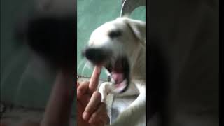 A Dog hates Middlefinger