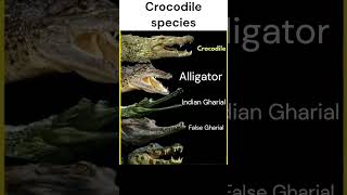 A Guide to Different Crocodile Species in English |Englsih Learning| #shorts #crocodiles