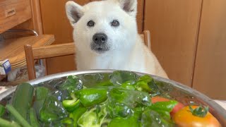 じいちゃんが一生懸命育てた野菜の究極に美味しい食べ方＆柴犬あいちゃんの子供