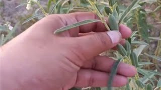 Sesame plant /تل کے پودے کے متعلق معلومات/til ke paudhe ke baare mein jaanakare