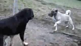 Central Asian Ovcharka playing with Anatolian Shepherd