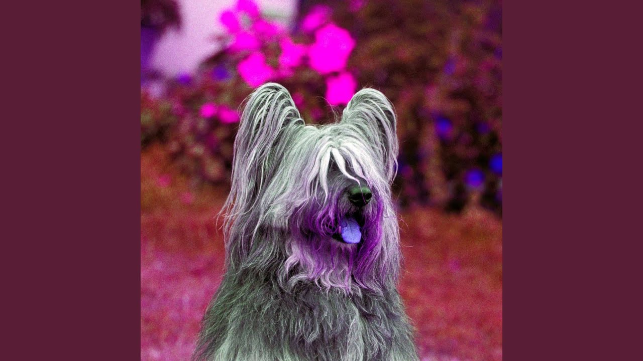 Jazz Guitar Soundtrack For Lightened Up Pups Youtube Music