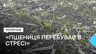 Як погода на Полтавщині впливає на озимі культури