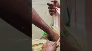 கிழிந்த வலையில் 20 கிலோ மீன்களா🤭#trending#village#shorts#viral#youtubeshorts#fishing#river#fish🤝