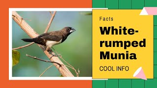 White-rumped Munia facts 🦜 White-rumped Mannikin 🦜 Striated Finch