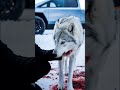 the inspiring story of a wolf getting stuck in a wire and getting injured and then being saved