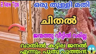 ചിതൽ ജൻമത്തു വീടിൻ്റെ പരിസരത്ത് വരില്ല/അടുക്കളയിലെ ഈ സാധനം മതി /How to remove termite / useful tips