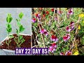 How to GROW Sweet Peas from Seeds SUCCESSFULLY