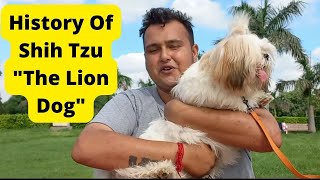 History Of Shih Tzu | Interesting Facts About Shih Tzu | Cute Shih Tzu Puppies | TUC