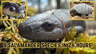 8 Salamander Species in 24 Hours! Alabama Herping