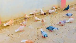 #pigeon sounds pigeon to awas #birds #kabootar #vlog