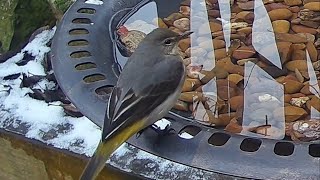 A beautiful little grey wagtail drinking from the garden bird bath #bird #birdvideo