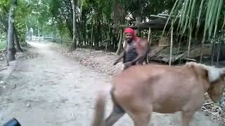 ঘোড়ার লাথি। Kick the horse