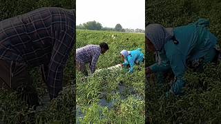 మా సార్ కి ఎదురు అందిస్తున్న బస్తాలు