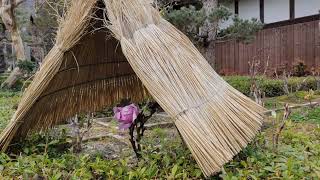 奈良県葛城市染野〜石光寺 染寺 奈良県営 馬見丘陵公園〜初春の花々 2022年2月16日