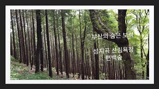 부산의 숨은 보석 성지곡 산림욕장 편백숲