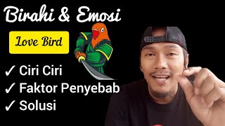 BIRAHI DAN EMOSI LOVEBIRD part 1 | Ciri Ciri Faktor Penyebab & Solusi