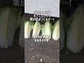 漬物にする用に白菜を天日干しにするばあちゃん shorts