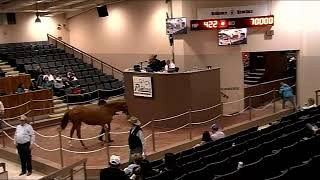 All-American Ruidoso Select Yearling Sale. Night 2. Hips 213 - 425