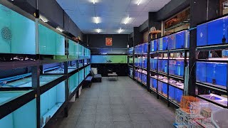 This is The Biggest Flowerhorn Fish Shop I have seen !