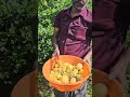 ഞെട്ടറ്റ് വീണ നാരകം limekerala lemonfarm