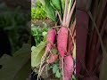 fresh vegetables from farm ytshorts youtube vegetables agriculture