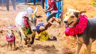 நாயுடன் வந்த காளை அண்ணன் தம்பி | Jallikattu 2025