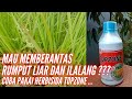 Sebaiknya anda tahu ... Cepat mengatasi ilalang dan rumput liar  - Herbisida Topzone