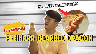 YAKIN MAU PELIHARA BEARDED DRAGON ? NONTON INI SEBELUM BELI !