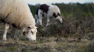 Beautiful sheeps/Nature animal 💕