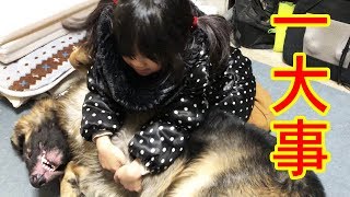 一大事！大変だシェパード犬・マックと孫娘