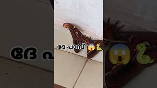 പാമ്പിൻ്റെ തല ഉള്ള ശലഭം 😱🐍 #differentspecies #butterfly #trending #viralshorts