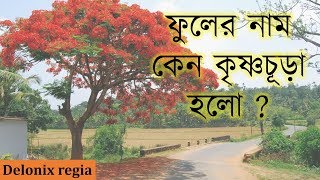 ফুলের নাম কেন কৃষ্ণচূড়া হলো । Why the name of flower is Krishna chura ! SB bangla TV