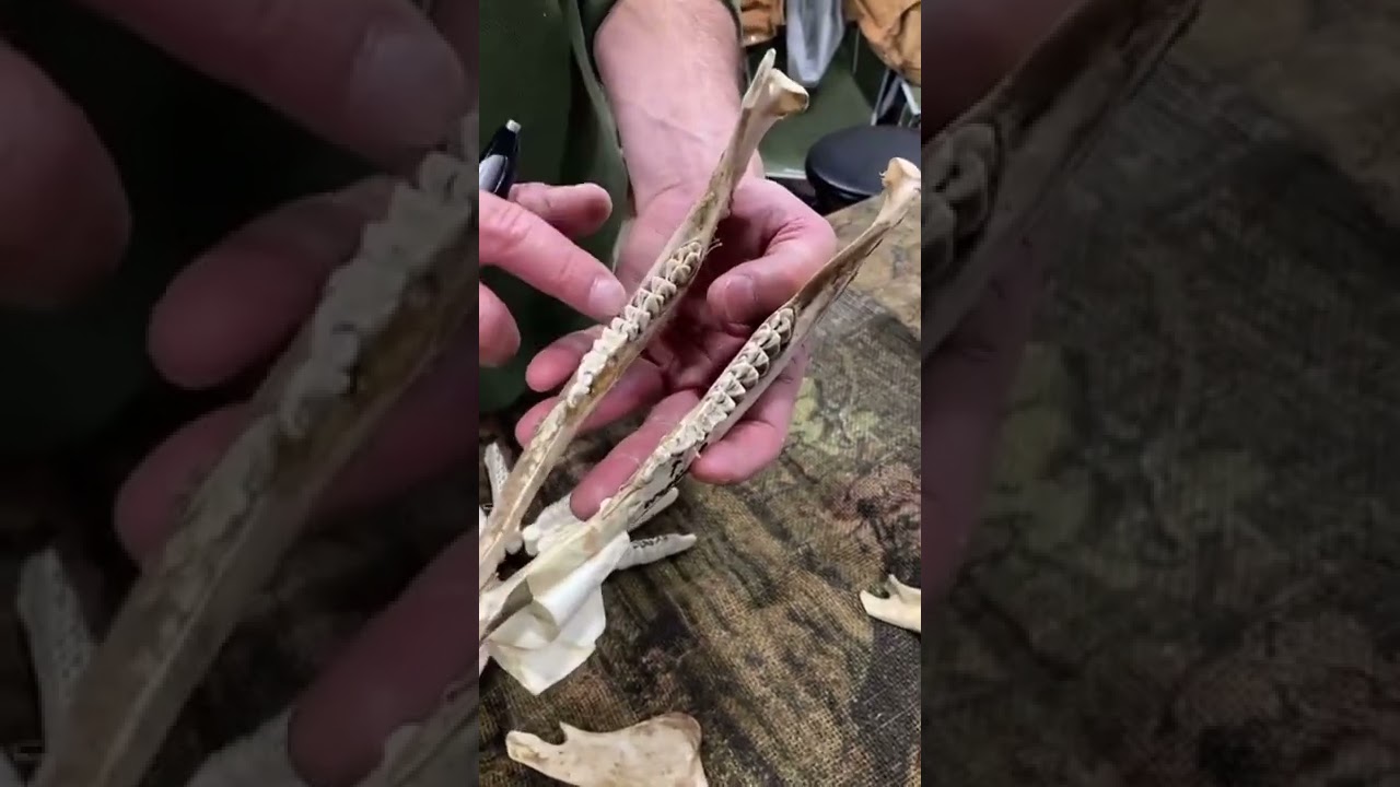 Aging Deer By Jaw Bones Teeth Youtube