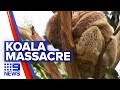 Logging harvest slashes devastating koala population | Nine News Australia