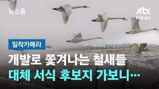 [밀착카메라] 쫓겨나는 철새들…대체 서식 후보지 가보니 '비닐하우스 빽빽' / JTBC 뉴스룸