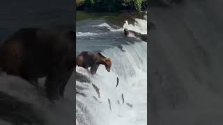 Bear catching fish