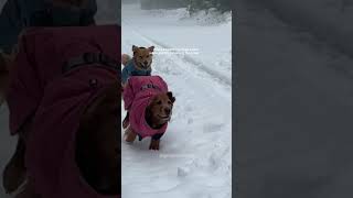 My Dog’s First Snow 🥹 #dogreactions #goldenretriever #dogshorts #puppy #snow #cutedogs