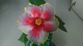 Tropical Hibiscus 🌺 Indian variety