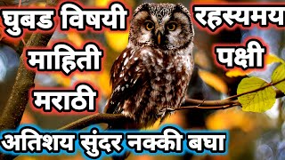 ghubad chi mahiti marathi | ghubad bird | घुबड पक्षी | ghubad | घुबड | gobar pakshi | gubad pakshi